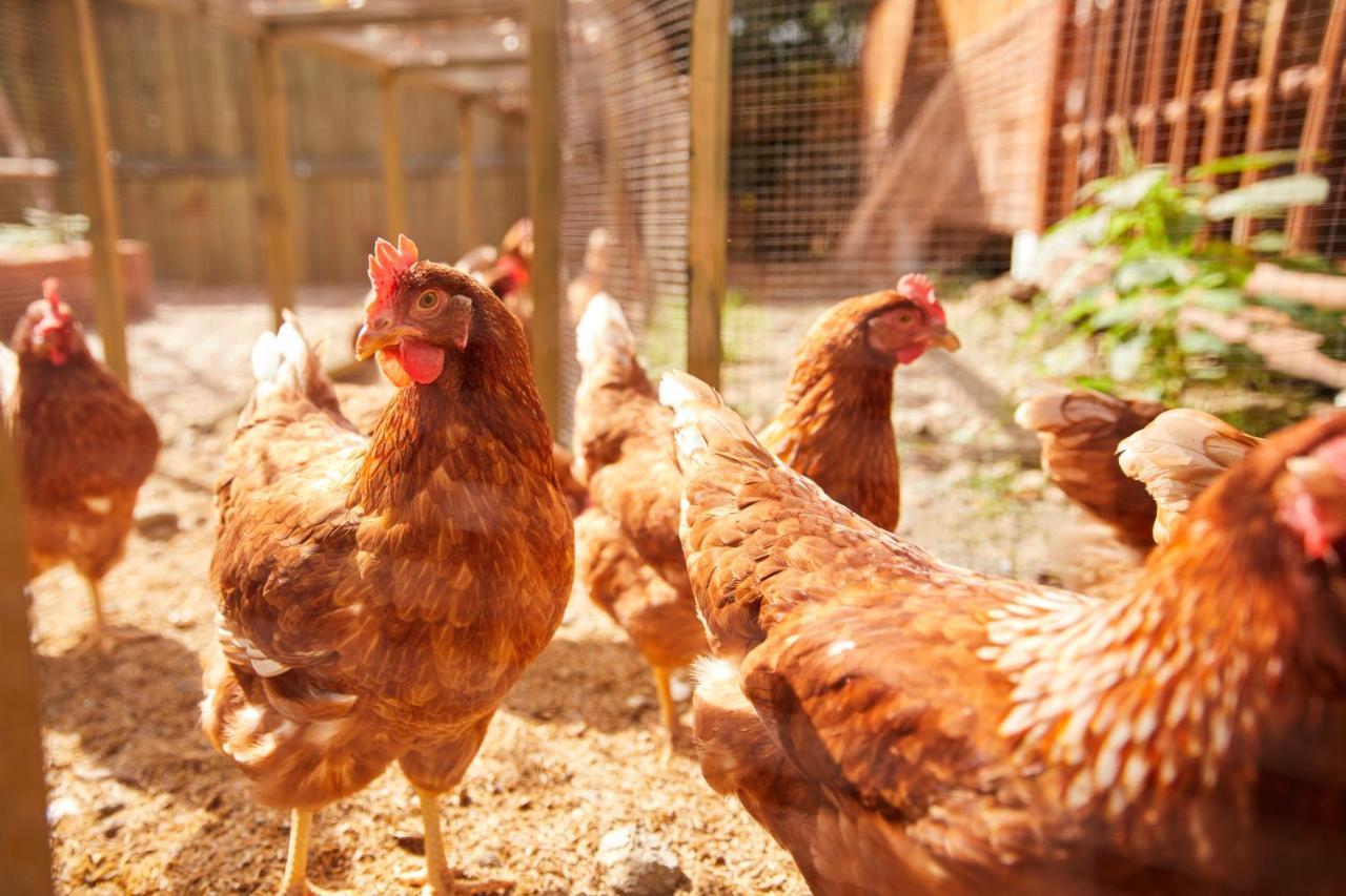 La Cocotte Villa & Farm Khao Yai Nong Sarai Buitenkant foto
